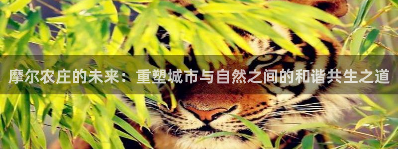 摩根娱乐宝邀请码
