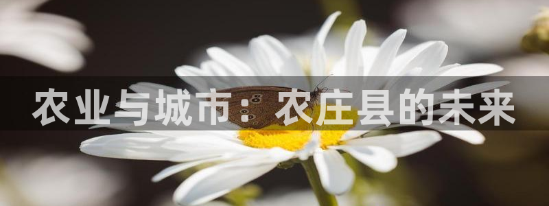 摩根娱乐宝k线图