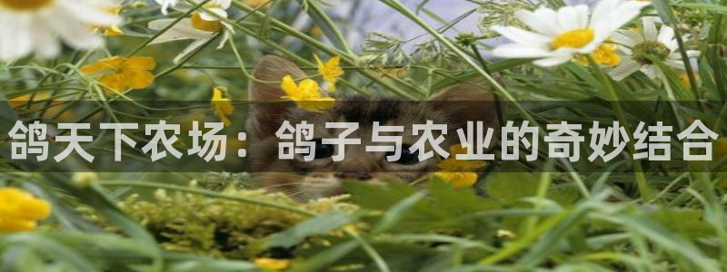 摩根娱乐宝k线图