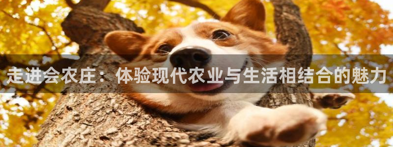 华视娱乐 摩根 王琛