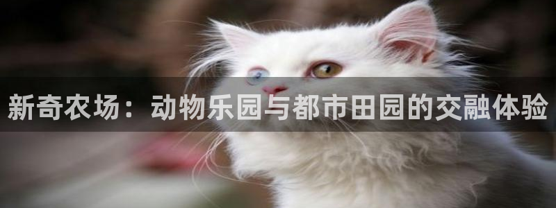 奥飞娱乐摩根调研