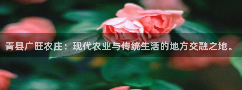 摩根娱乐主管