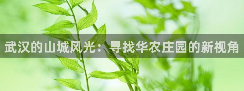 摩根娱乐套路