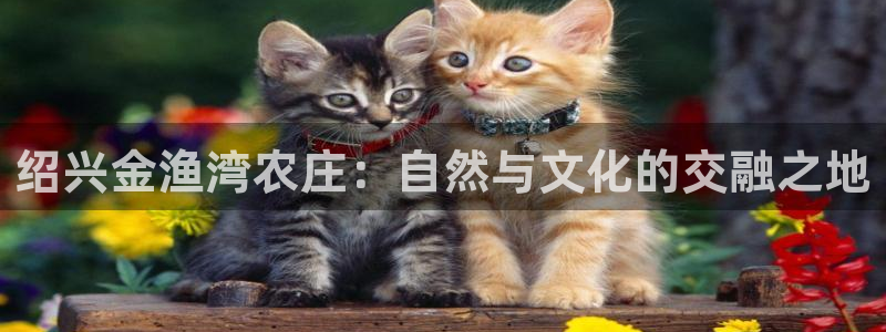 摩根娱乐宝怎么提现