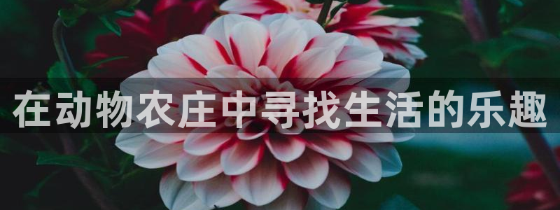 摩根娱乐50186加