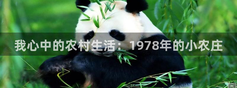 摩根娱乐和摩根国际